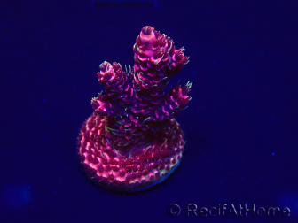 WYSIWYG Acropora millepora 15E4 Mariculture acclimaté led