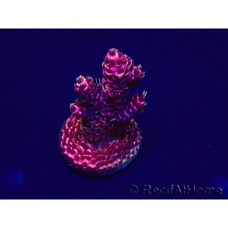 WYSIWYG Acropora acclimatata a LED