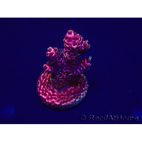 WYSIWYG Acropora aclimatada LED