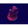 WYSIWYG Acropora akklimatisiert LED