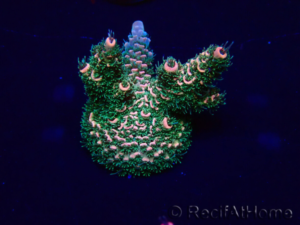WYSIWYG Acropora millepora Maricoltura acclimatata led