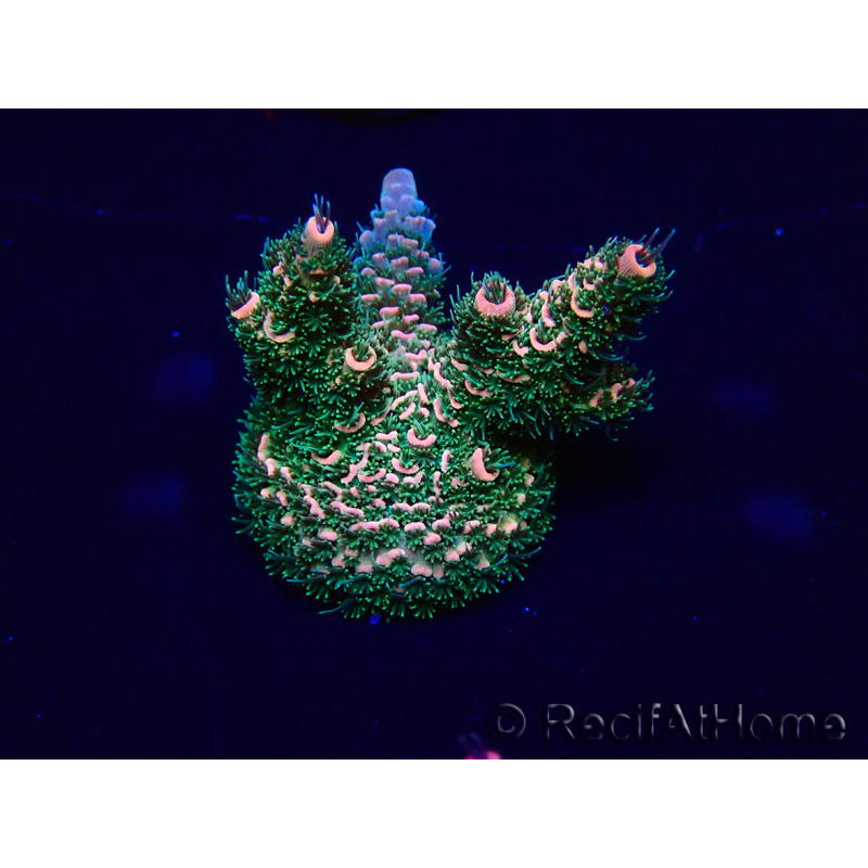 WYSIWYG Acropora millepora 15E5 Mariculture acclimaté led