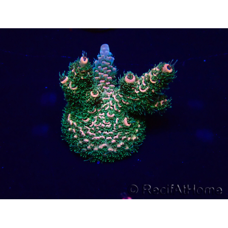WYSIWYG Acropora millepora Maricoltura acclimatata led