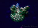 WYSIWYG Acropora millepora 15E5 Mariculture acclimaté led