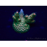WYSIWYG Acropora millepora 15E5 Mariculture acclimaté led