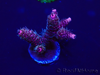 WYSIWYG Acropora millepora 15E6 Mariculture acclimaté led