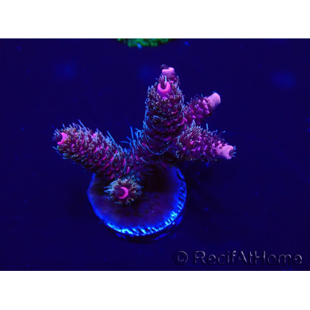 WYSIWYG Acropora Australia acclimatata a LED
