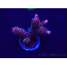 WYSIWYG AcroporaAustralia aclimatada LED