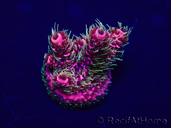 WYSIWYG Acropora Maricoltura acclimatata a LED