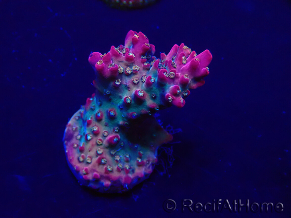 WYSIWYG Acropora 15E9 acclimatata a LED