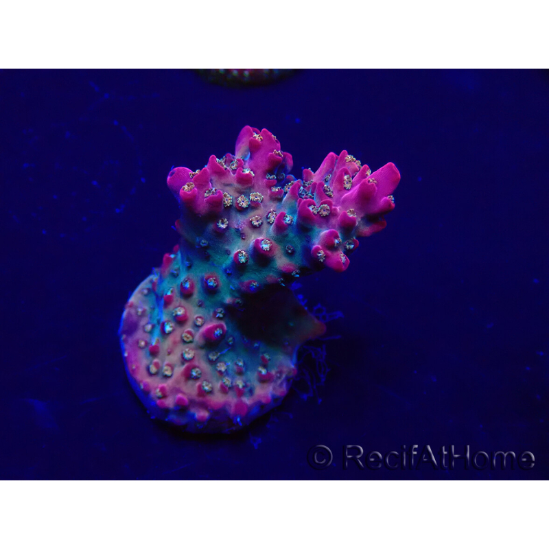 WYSIWYG Acropora 15E9 aclimatada LED