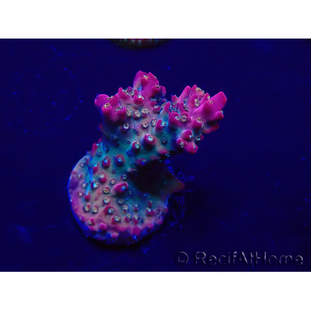 WYSIWYG Acropora 15E9 Mariculture acclimaté led