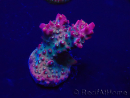 WYSIWYG Acropora 15E9 geacclimatiseerd LED