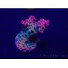 WYSIWYG Acropora 15E9 Mariculture acclimaté led