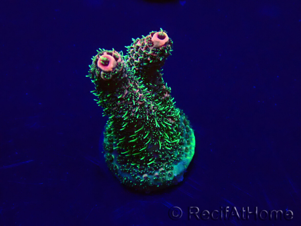 WYSIWYG Acropora acclimatata a LED