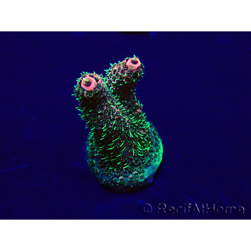 WYSIWYG Acropora 15E10 Mariculture acclimaté led