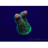 WYSIWYG Acropora 15E10 Mariculture acclimaté led