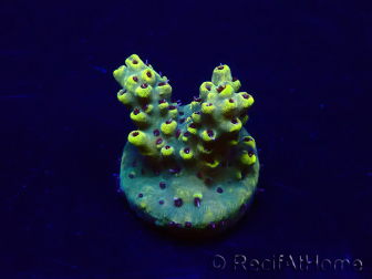 WYSIWYG Acropora Maricultura aclimatada LED