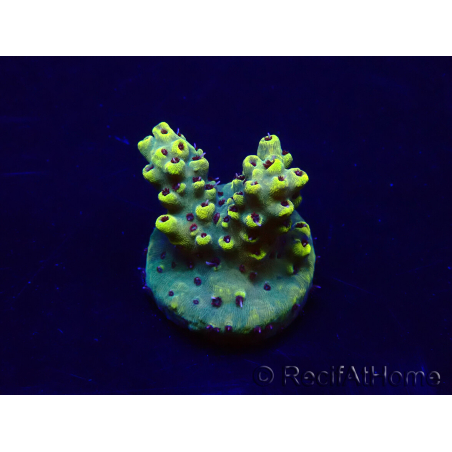 WYSIWYG Acropora 15E11 Mariculture acclimaté led