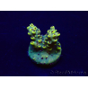 WYSIWYG Acropora Marikultur akklimatisiert LED