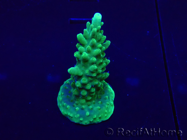 WYSIWYG Acropora 15F4 geacclimatiseerd LED
