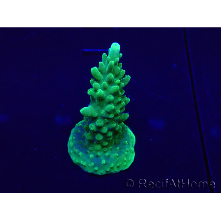 WYSIWYG Acropora 15F4 Mariculture acclimaté led
