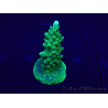 WYSIWYG Acropora 15F4 Mariculture acclimaté led