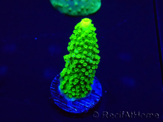 WYSIWYG Acropora Australia acclimated LED
