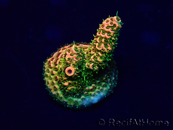 WYSIWYG Acropora 15F7 Australië geacclimatiseerd LED