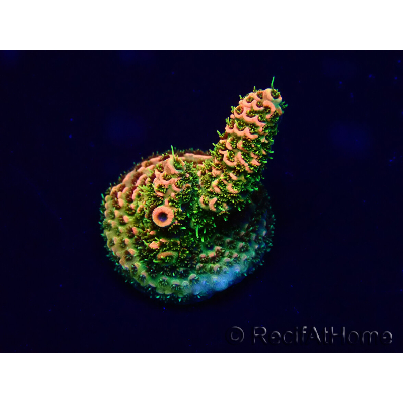 WYSIWYG Acropora 15F7 Mariculture acclimaté led