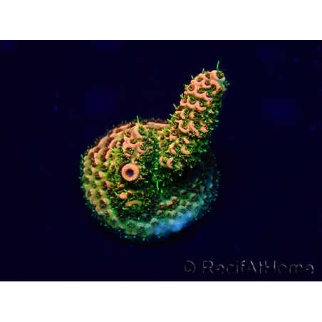 WYSIWYG Acropora 15F7 Mariculture acclimaté led