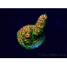 WYSIWYG Acropora 15F7 Mariculture acclimaté led