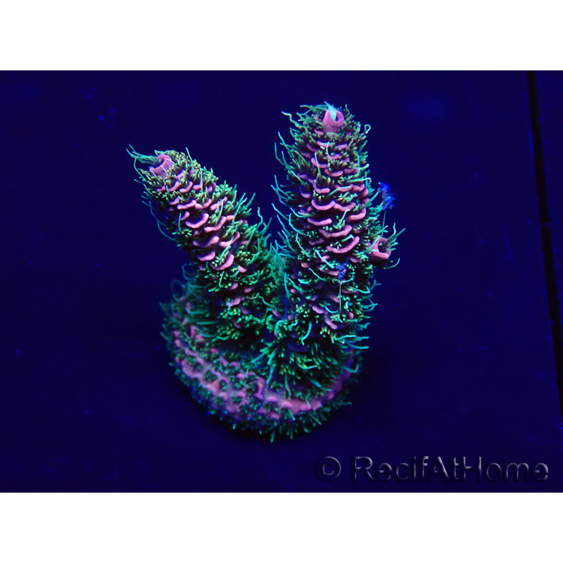 WYSIWYG Acropora tenuis Maricultura aclimatada led