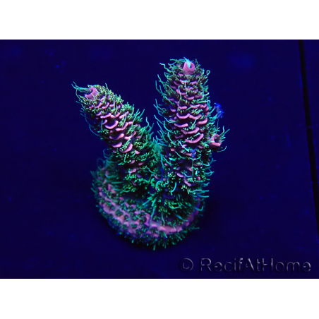 WYSIWYG Acropora tenuis Maricultura aclimatada led