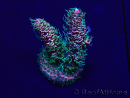 WYSIWYG Acropora tenuis Mariculture acclimated LED