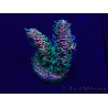 WYSIWYG Acropora tenuis Maricultura aclimatada led