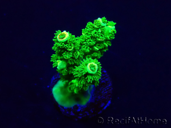 WYSIWYG Acropora hyacinthus Mariculture acclimaté led