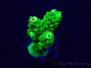 WYSIWYG Acropora hyacinthus Mariculture acclimaté led