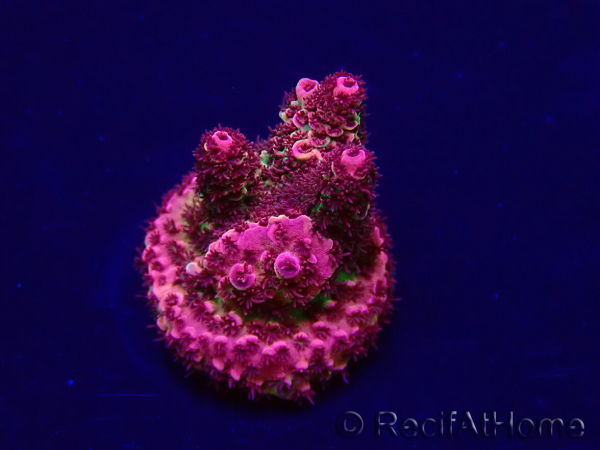 WYSIWYG Acropora Marikultur akklimatisiert LED