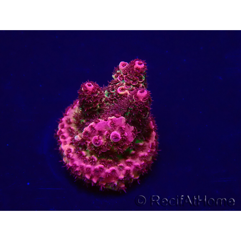 WYSIWYG Acropora hyacinthus 15F10 Mariculture acclimaté led