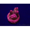 WYSIWYG Acropora hyacinthus 15F10 Mariculture acclimaté led
