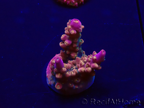WYSIWYG Acropora Mariculture acclimated LED