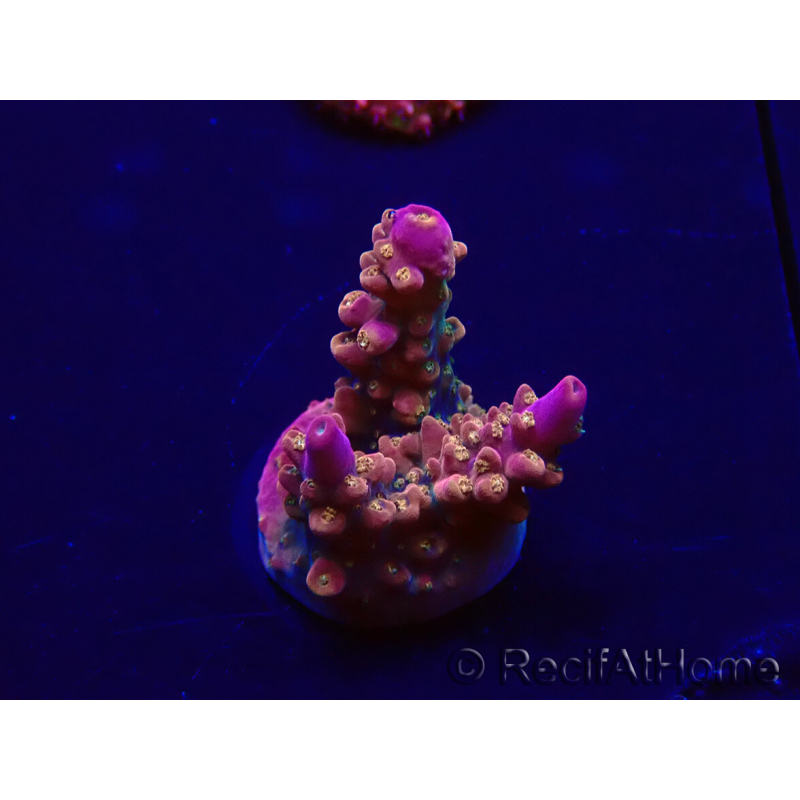 WYSIWYG Acropora 15F11 Mariculture acclimaté led
