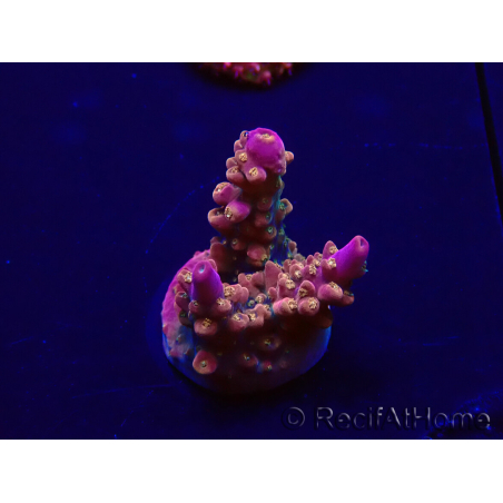 WYSIWYG Acropora 15F11 Mariculture acclimaté led