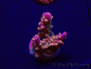 WYSIWYG Acropora Maricultuur geacclimatiseerd LED