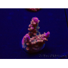 WYSIWYG Acropora 15F11 Mariculture acclimaté led