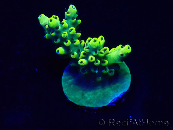 WYSIWYG Acropora acclimated LED