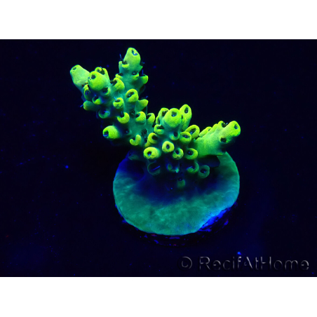 WYSIWYG Acropora aclimatada LED
