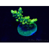 WYSIWYG Acropora aclimatada LED