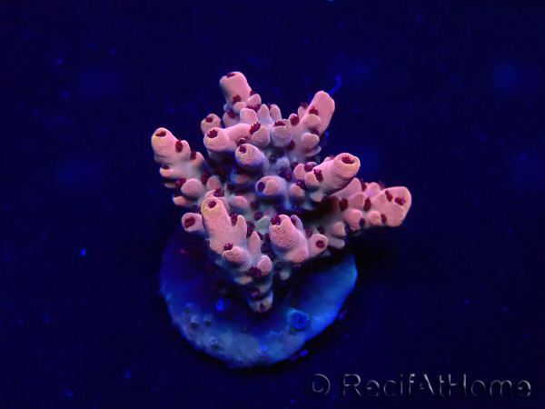 WYSIWYG Acropora 15G2 Mariculture acclimaté led